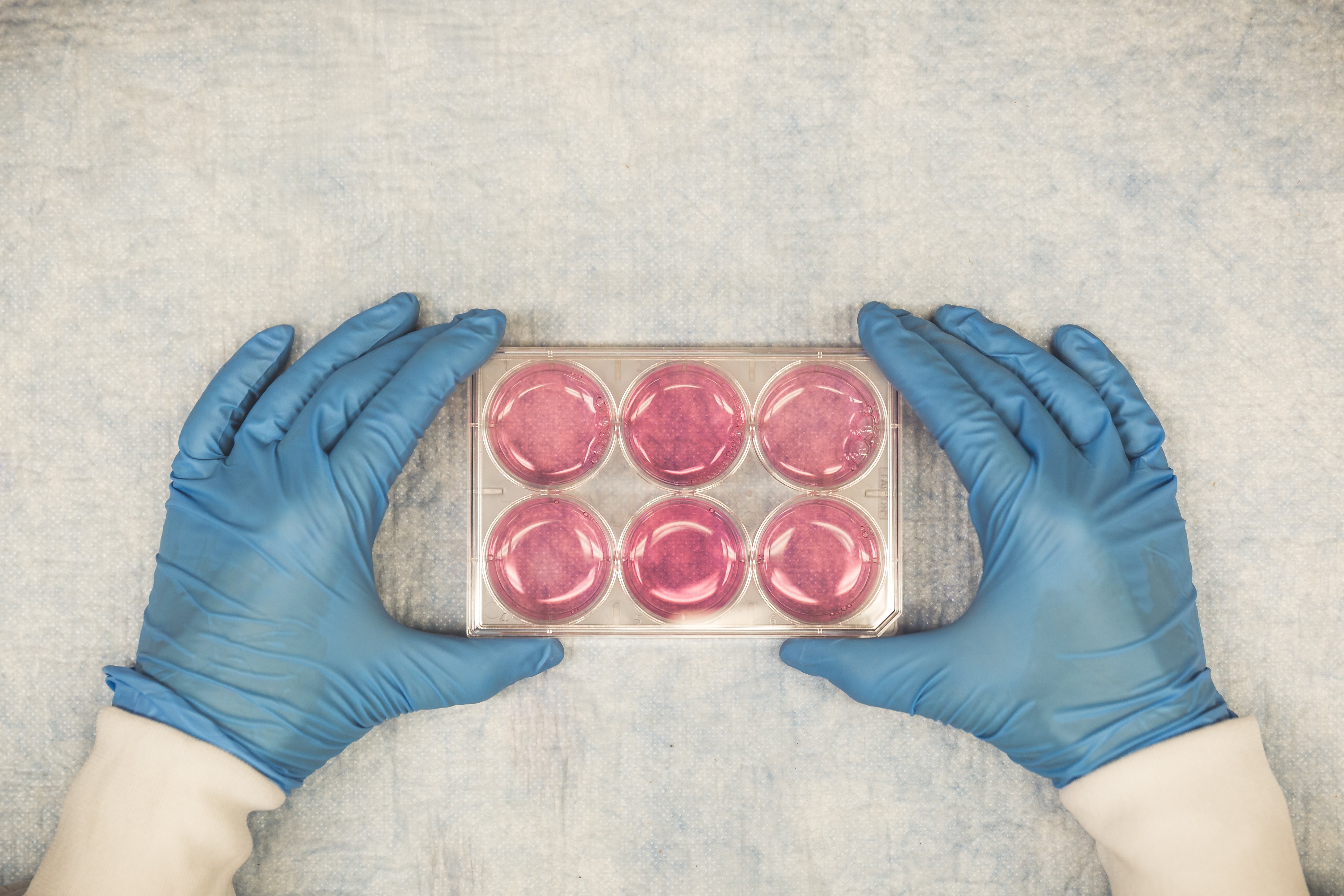 Cancer Stem Cells